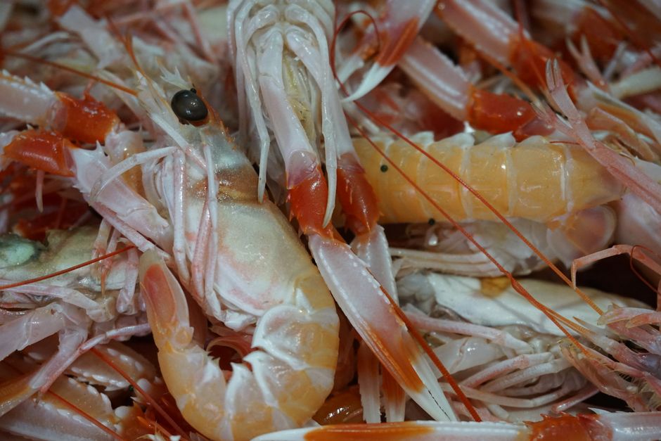 Škampi — svježa riba, Ribarnica Val Zadar